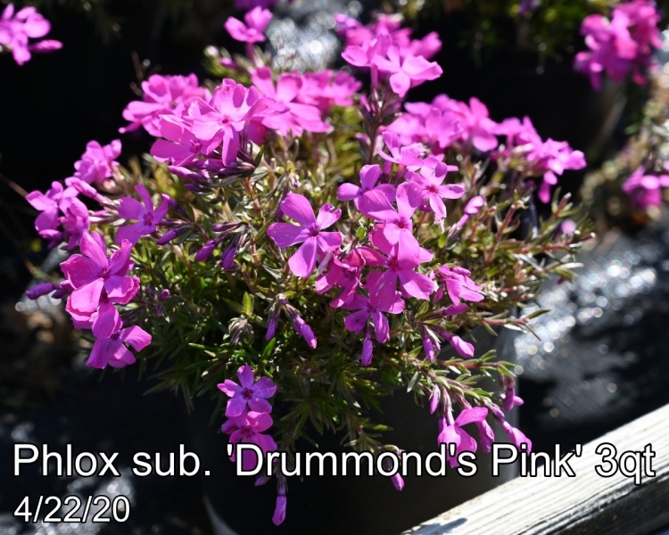 Phlox sub. Drummonds Pink 3qt
