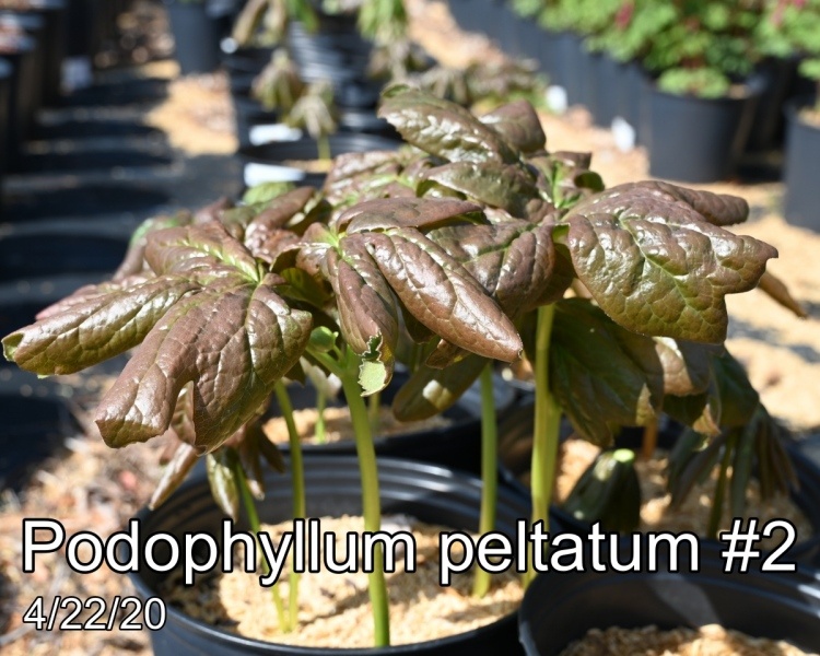 Podophyllum peltatum #2