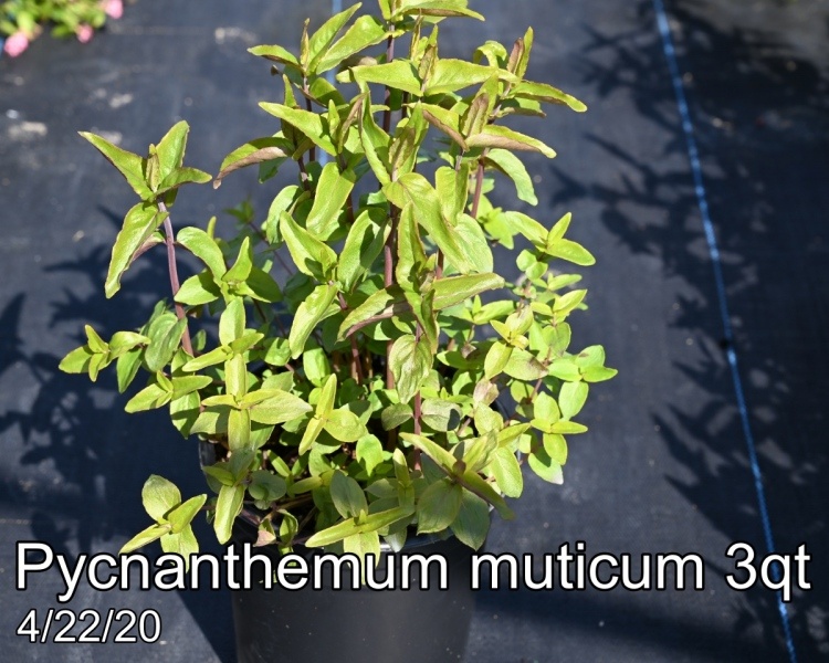 Pycnanthemum muticum 3qt