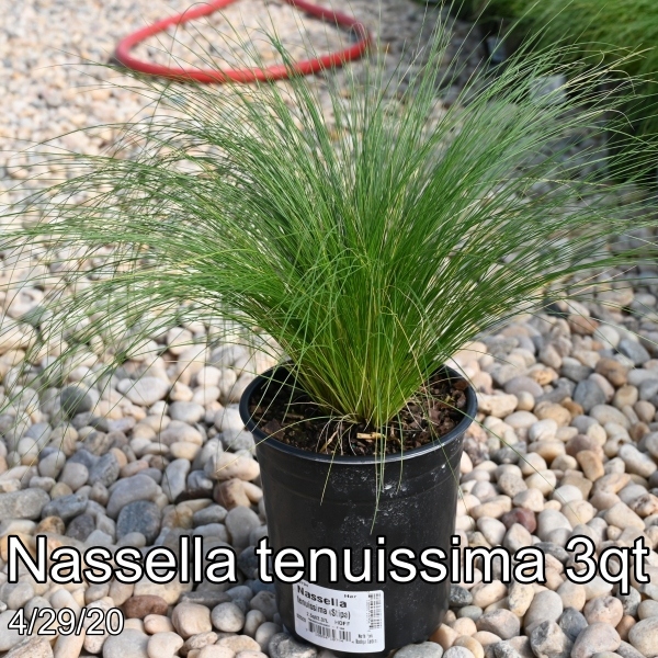 Nassella tenuissima 3qt