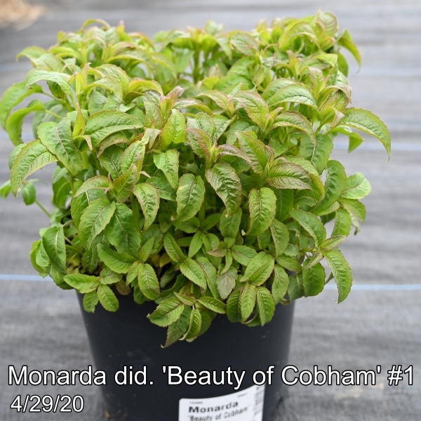 Monarda did. Beauty of Cobham #1
