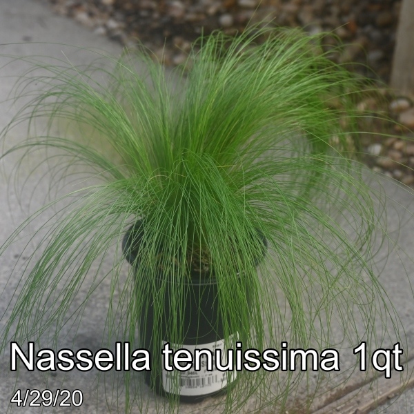 Nassella tenuissima 1qt