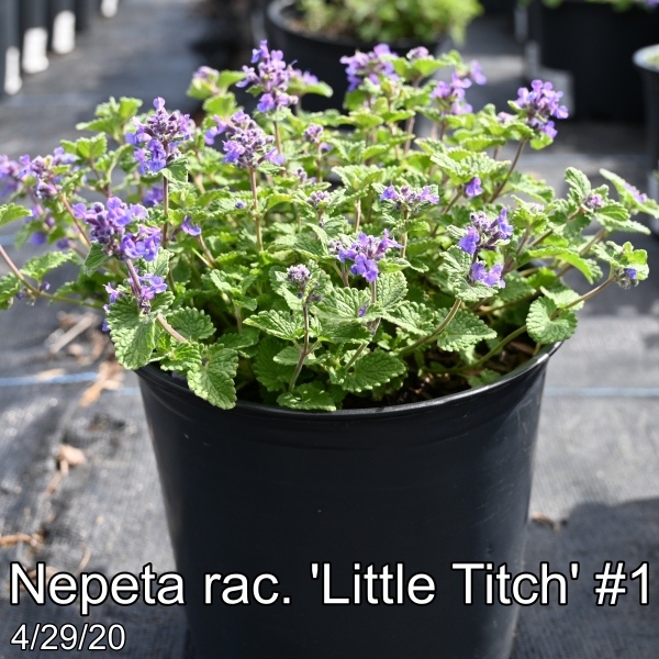 Nepeta-rac.-Little-Titch-1