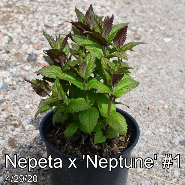 Nepeta x Neptune #1