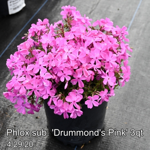 Phlox sub. Drummonds Pink 3qt