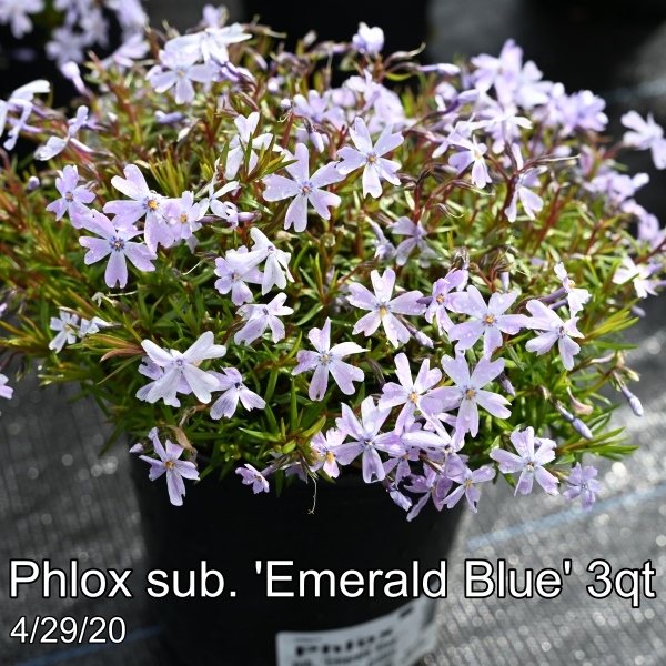 Phlox sub. Emerald Blue 3qt