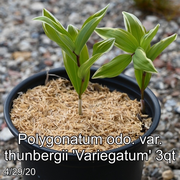 Polygonatum odo. var. thunbergii Variegatum 3qt