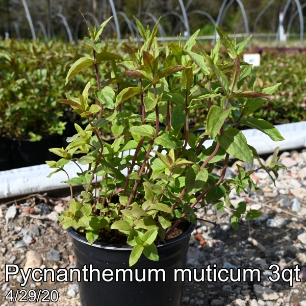 Pycnanthemum muticum 3qt