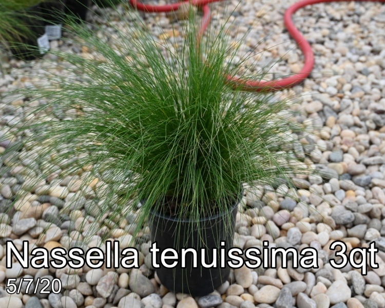 Nassella tenuissima 3qt