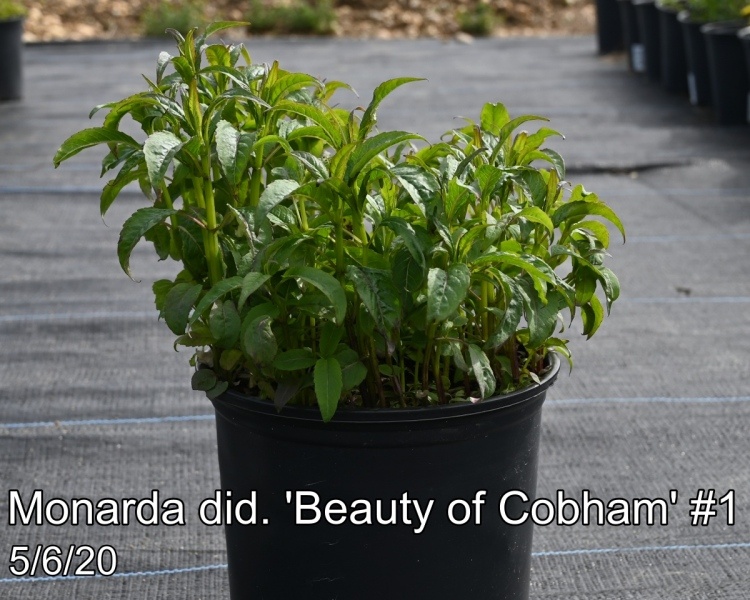Monarda did. Beauty of Cobham #1