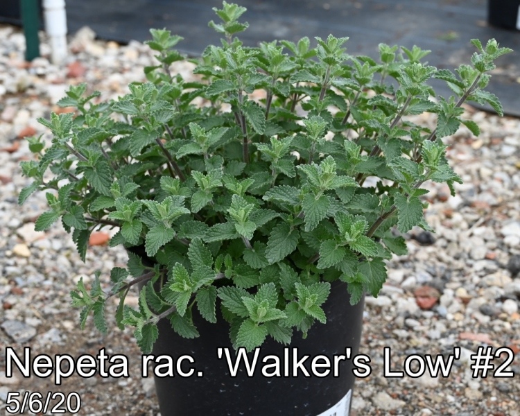 Nepeta rac. Walkers Low #2