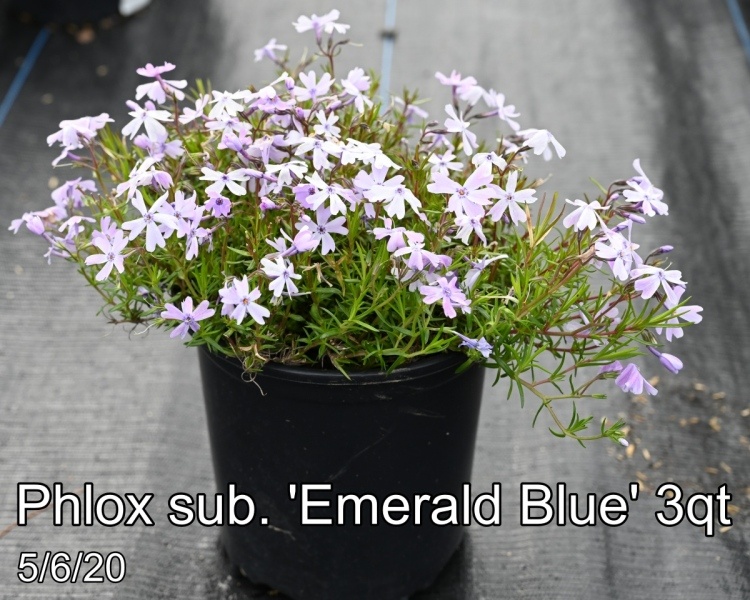 Phlox sub. Emerald Blue 3qt