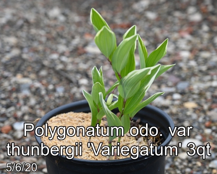 Polygonatum odo. var. thunbergii Variegatum 3qt