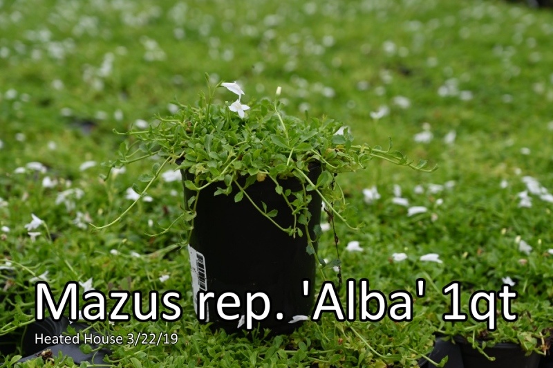 Mazus-rep.-Alba