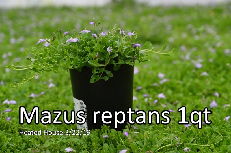 Mazus-reptans