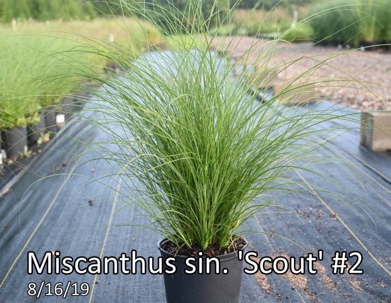 Miscanthus-sin.-Scout