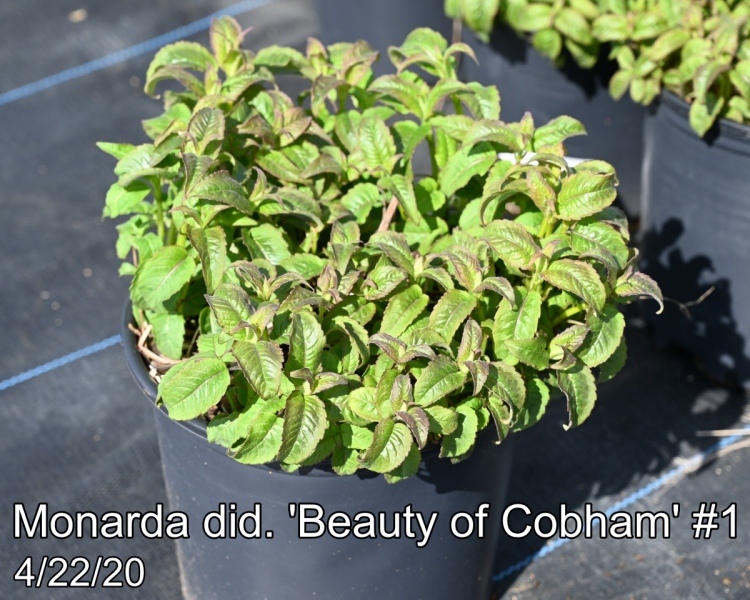 Monarda did. Beauty of Cobham #1