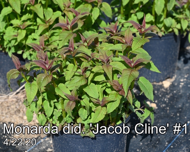 Monarda did. Jacob Cline #1