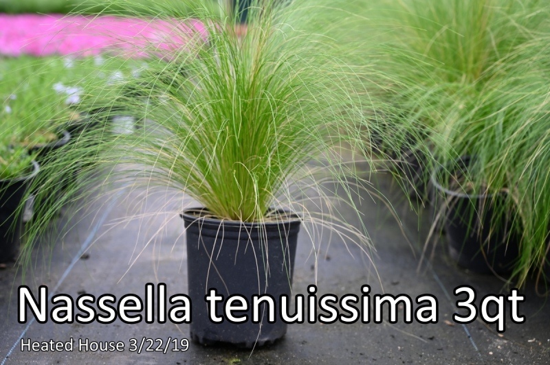 Nassella-tenuissima-3qt