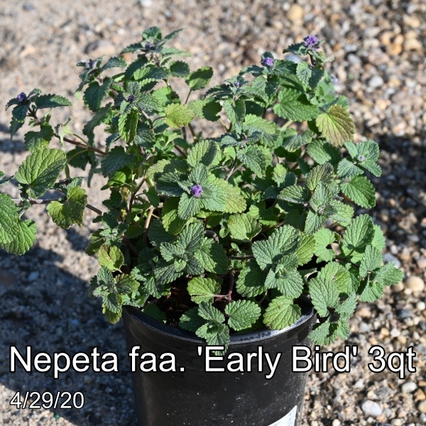 Nepeta faa. Early Bird 3qt