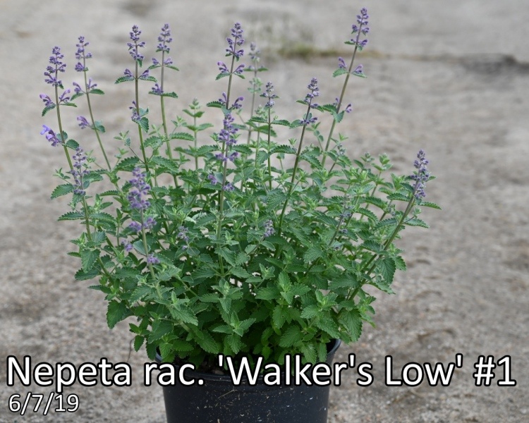 Nepeta-rac.-Walkers-Low