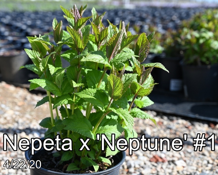Nepeta x Neptune #1