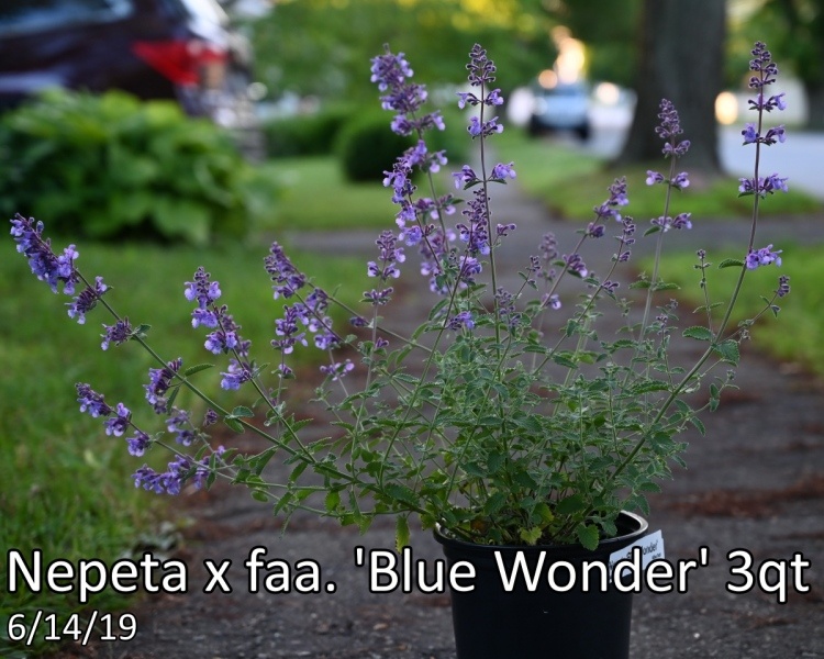 Nepeta-x-faa.-Blue-Wonder