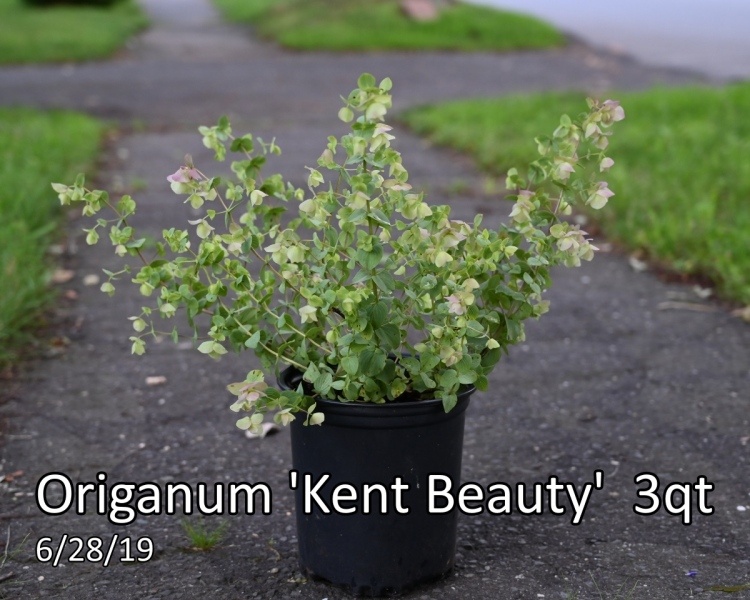 Origanum-Kent-Beauty