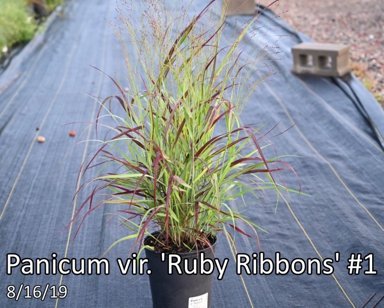 Panicum-vir.-Ruby-Ribbons