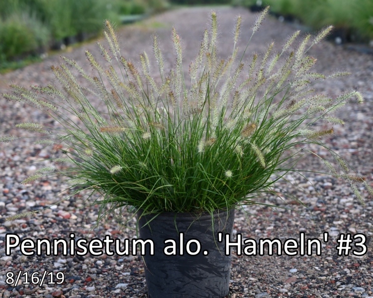 Pennisetum-alo.-Hameln