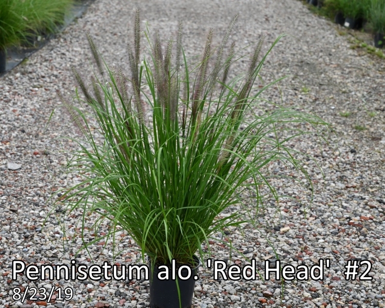 Pennisetum-alo.-Red-Head