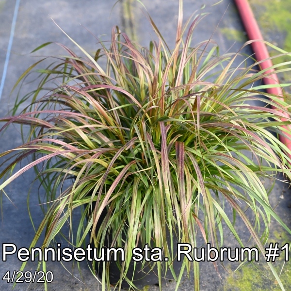 Pennisetum sta. Rubrum #1