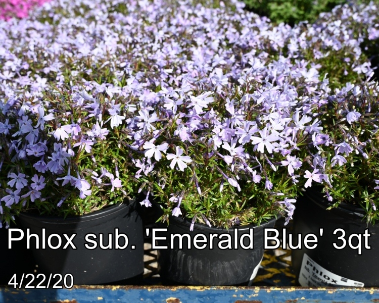 Phlox-sub.-Emerald-Blue-3qt