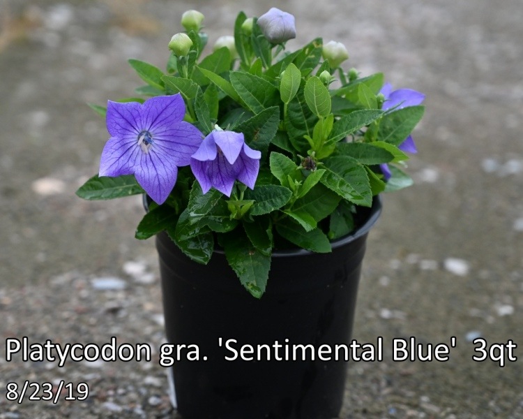 Platycodon-gra.-Sentimental-Blue