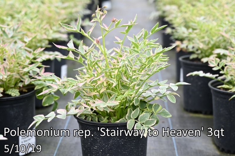 Polemonium-rep.-Stairway-to-Heaven