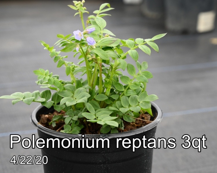 Polemonium-reptans-3qt