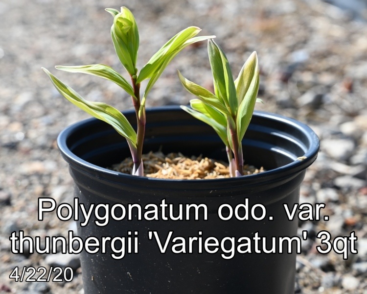 Polygonatum-odo.-var.-thunbergii-Variegatum-3qt