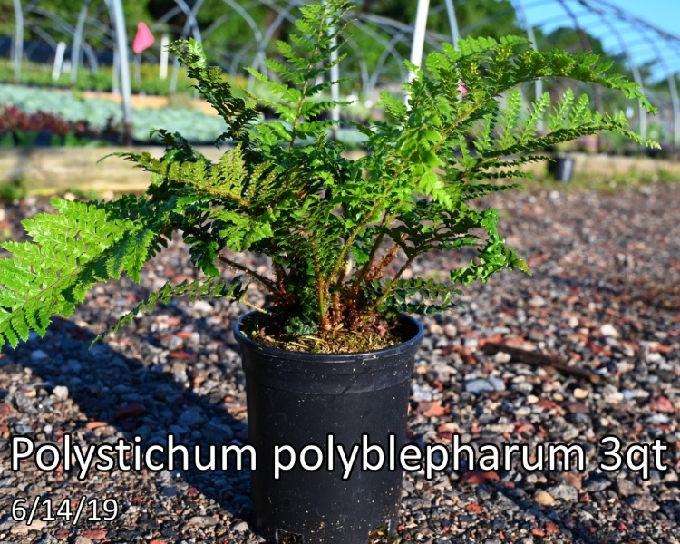 Polystichum-polyblepharum