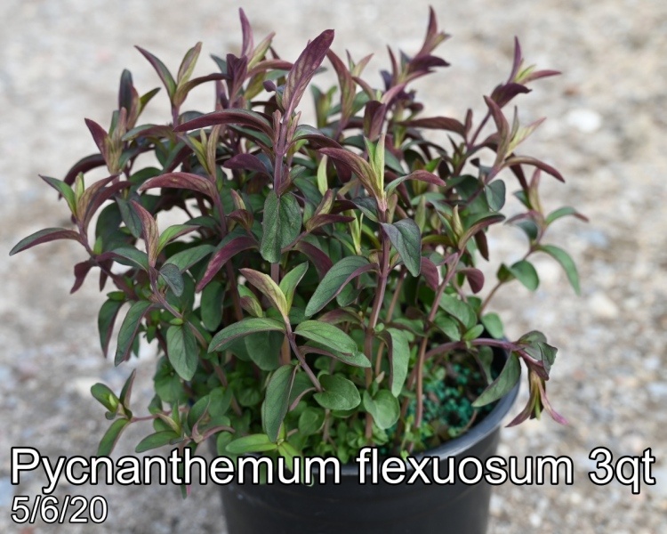 Pycnanthemum flexuosum 3qt