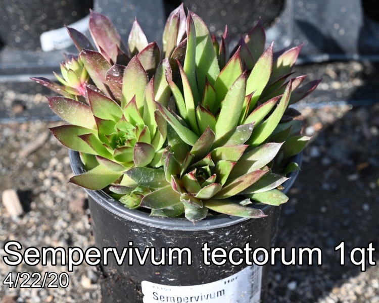 Sempervivum tectorum 1qt