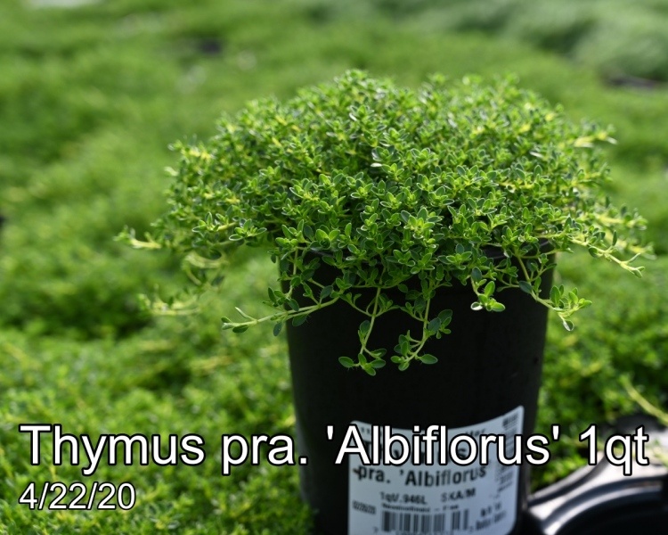 Thymus pra. Albiflorus 1qt