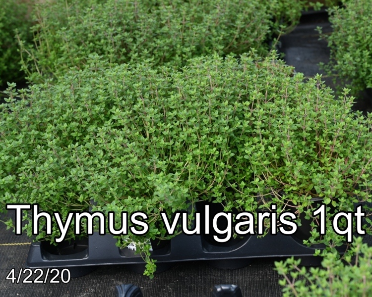 Thymus vulgaris 1qt