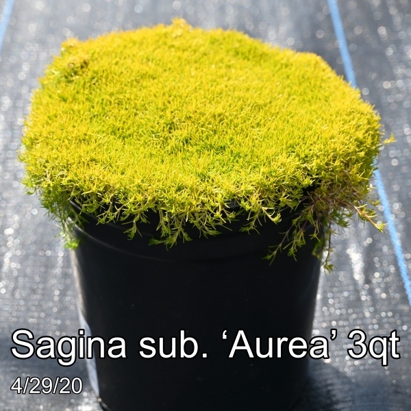 Sagina sub. ‘Aurea’ 3qt