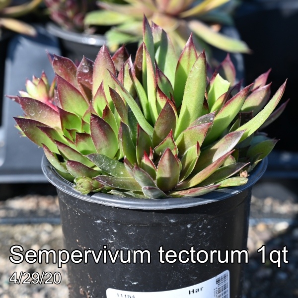 Sempervivum tectorum 1qt