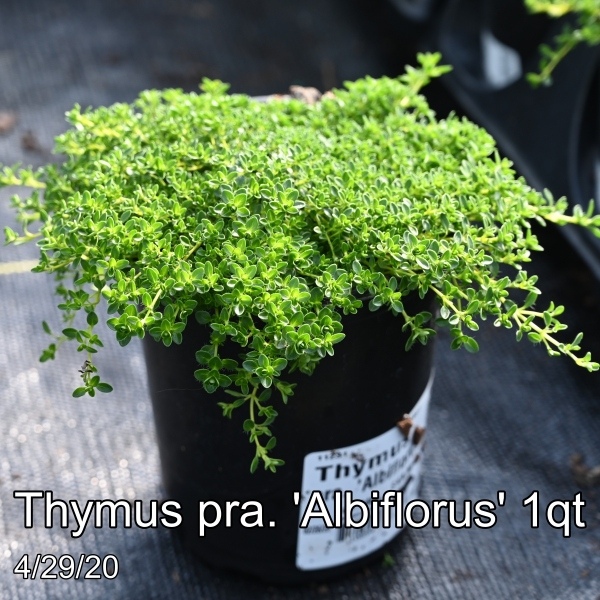 Thymus pra. Albiflorus 1qt