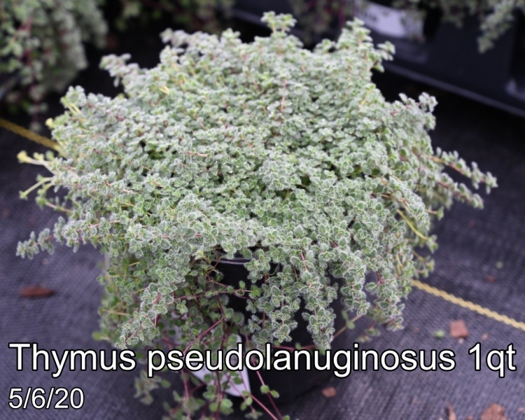 Thymus pseudolanuginosus 1qt