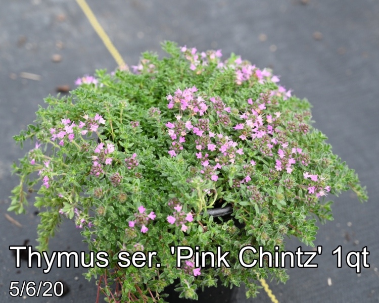 Thymus ser. Pink Chintz 1qt