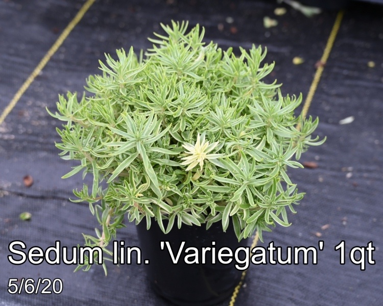 Sedum lin. Variegatum 1qt