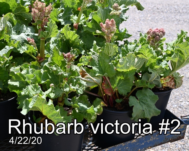 Rhubarb victoria #2