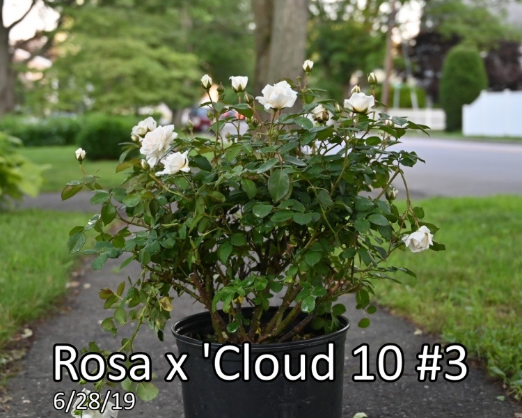 Rosa-x-Cloud-10™